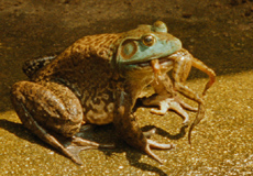 cannibalFrogsMedium.jpg